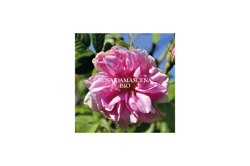 Véritable eau florale de Rose - QuickOrder | L'Oréal Partner Shop